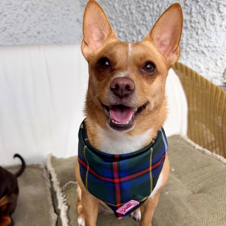 Conjunto de bandana e elástico de cabelo - Tartan de caça da Cornualha