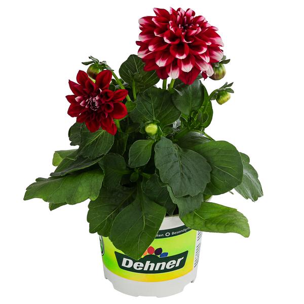 Zwergdahlie, Besonderheit, verschiedene Farben