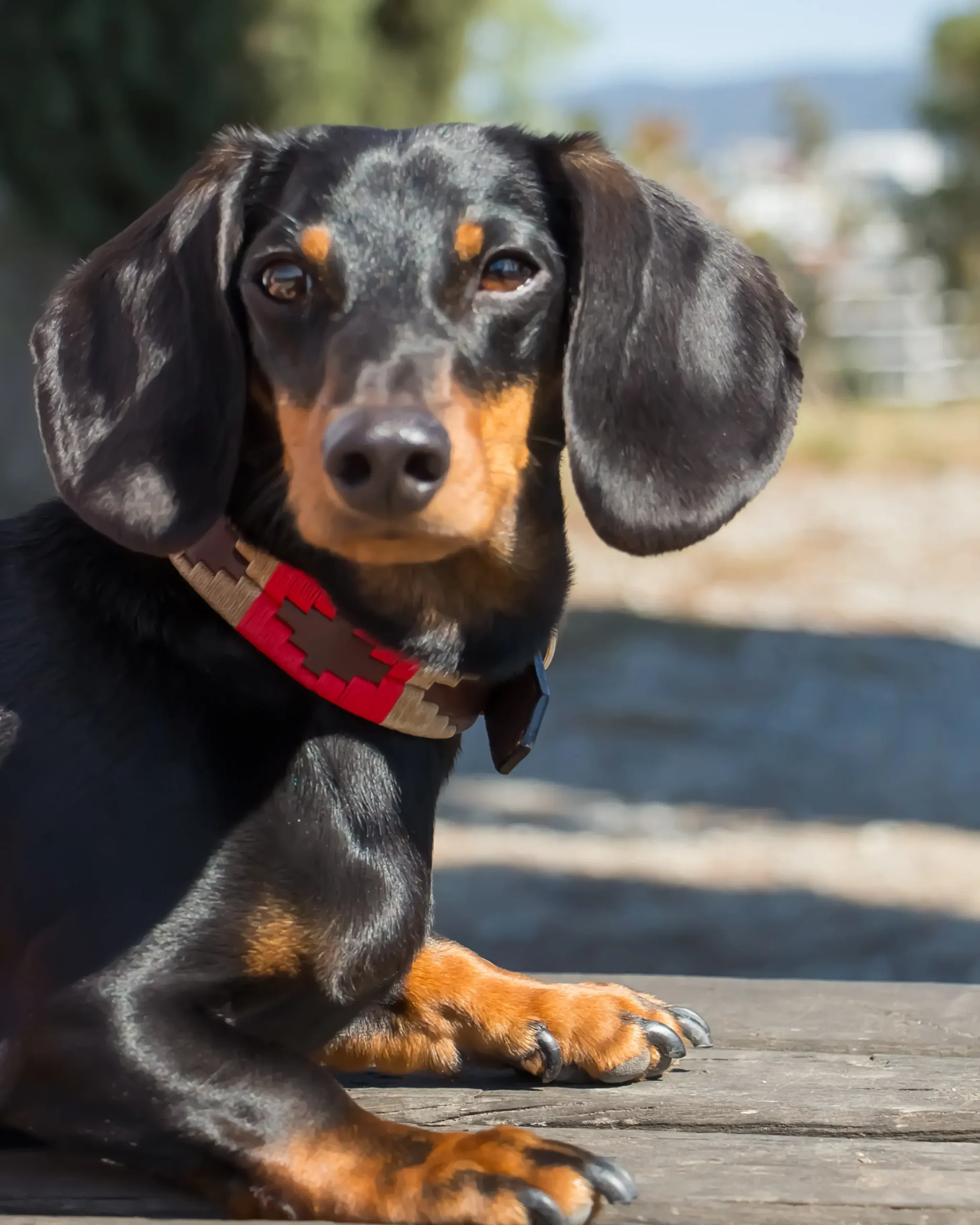 Coleira gaúcha, gaúcha para cães