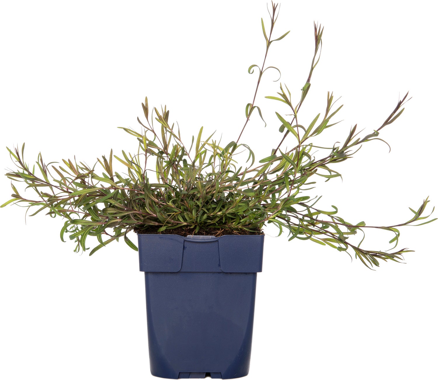 Steenanjer (Dianthus deltoides 'Splendens') D 11 H 20 cm