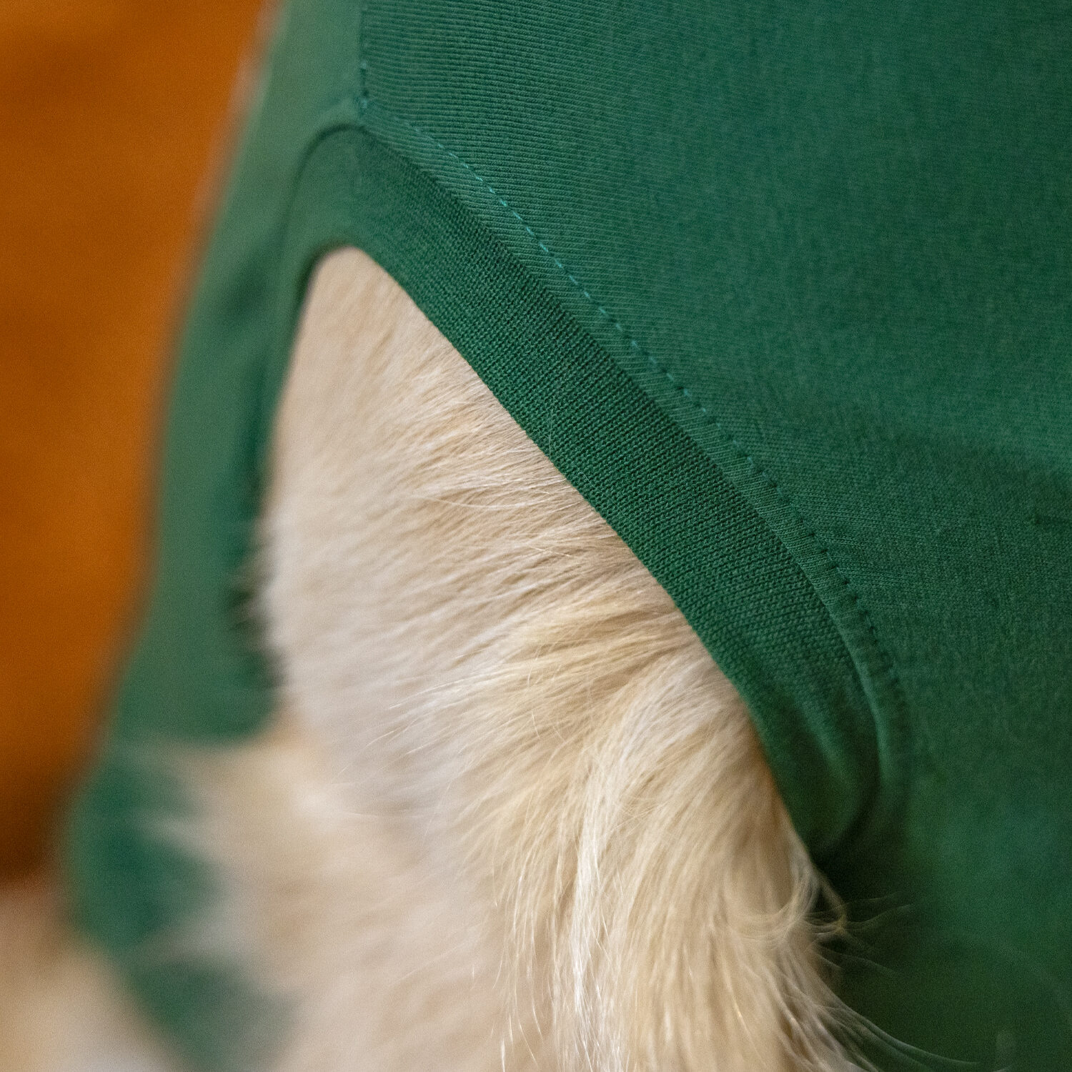 Dr. Ann's Protective Shirt Hond