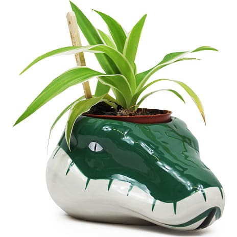 Half Moon Bay Harry Potter plantepotte - Slytherin