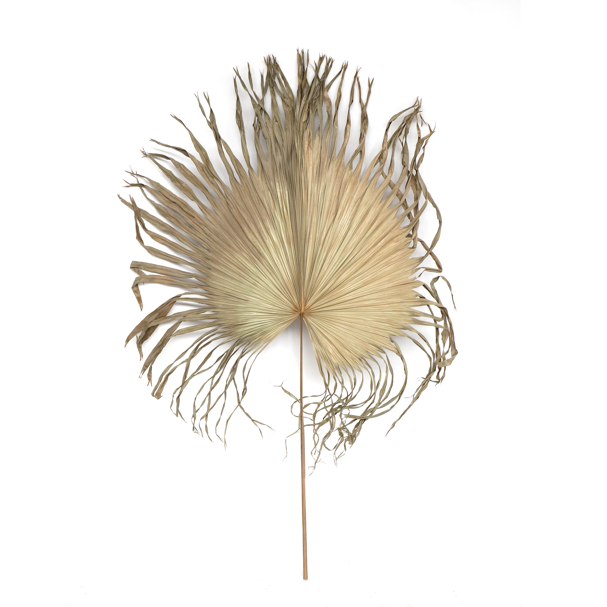 Palmenblatt natur, H 120 cm, B 60 cm von fischer's lagerhaus