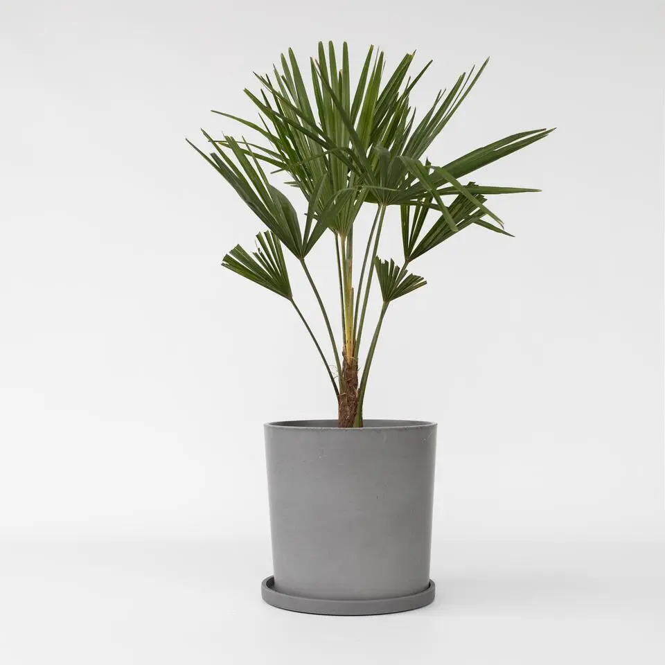 Chinese Waaierpalm - Trachycarpus Fortunei - Hoogte 65-75cm - ⌀21cm