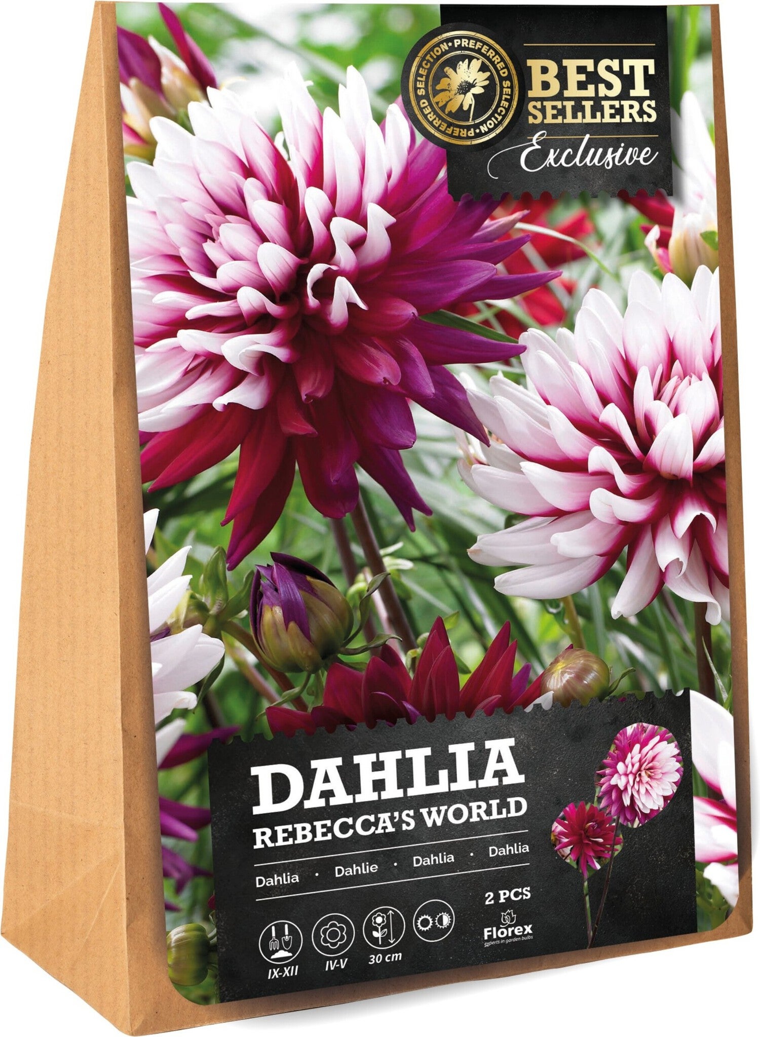 Florex Dahlia knol (Dahlia 'Rebecca's World') 2 stuks