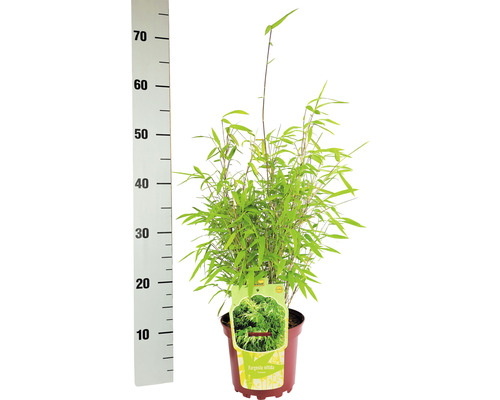 Bolvormige tuinbamboe Fargesia nitida Volcano H 30-40 cm Co 2 L