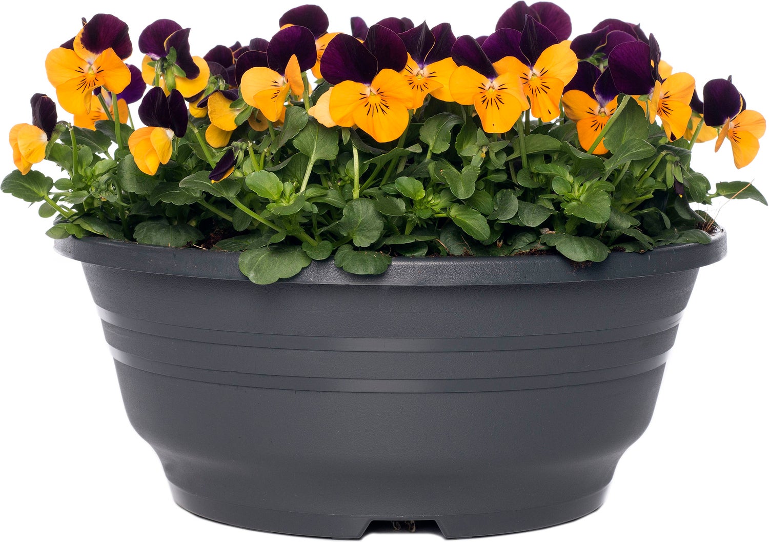 Hoornviooltje in schaal (Viola cornuta in schaal) Oranje paars D 23 H 25 cm