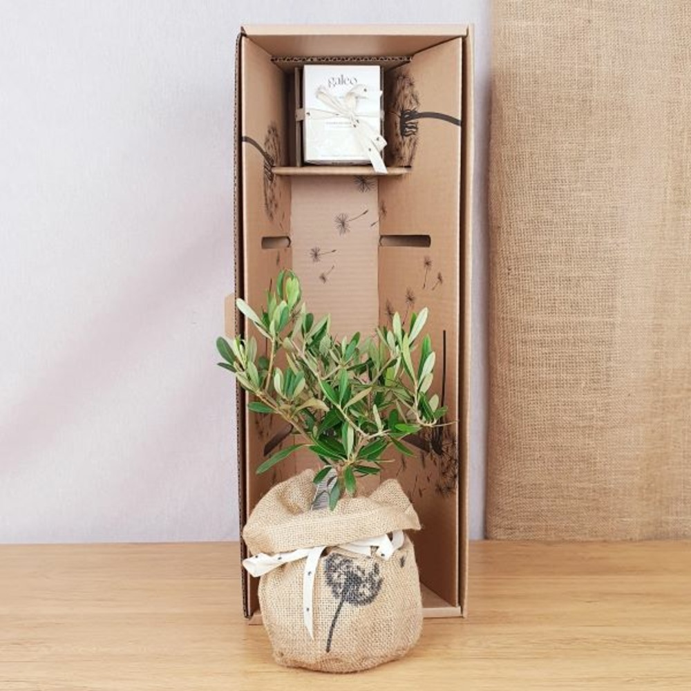 Coffret d'un olivier, symbole d'abondance, sa bougie naturelle parfumée jardin