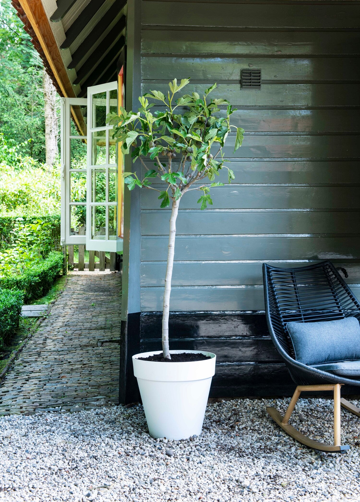 Vijg (Ficus carica) D 28 H 130 cm