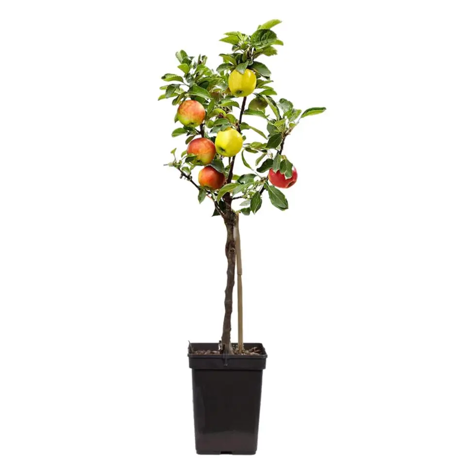 Klassieke Appelmix - Malus - Hoogte 60-70cm - ⌀17cm