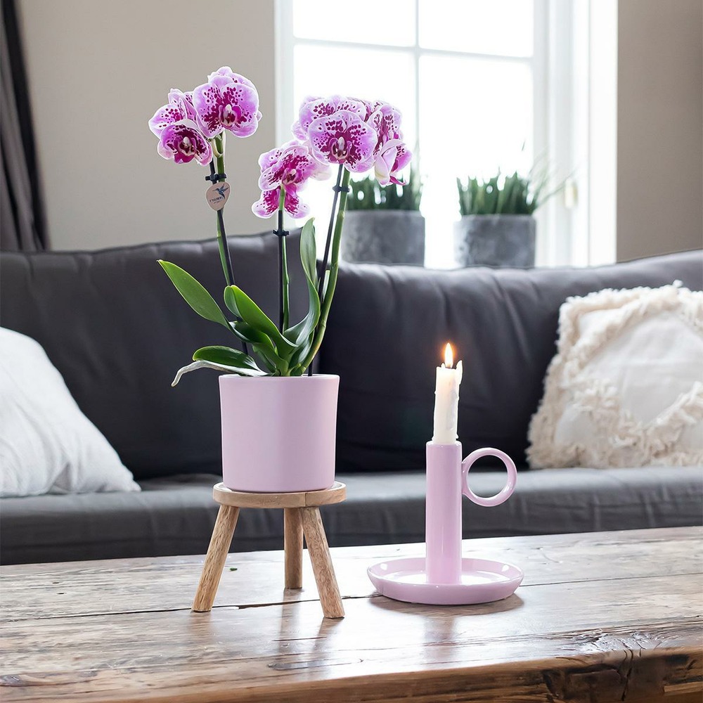Plante d'intérieur - orchidées phalaenopsis rose violet - lot de 2 35cm