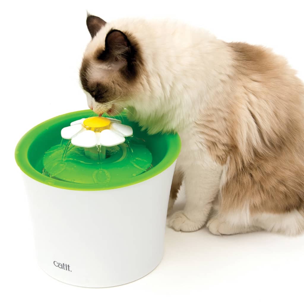 Fonte de Flor de Gato