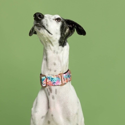 Baona martingale manila nylon reciclado multicolorido para cães e gatos