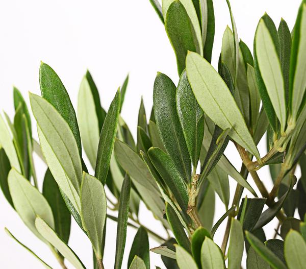 Olive, Stämmchen