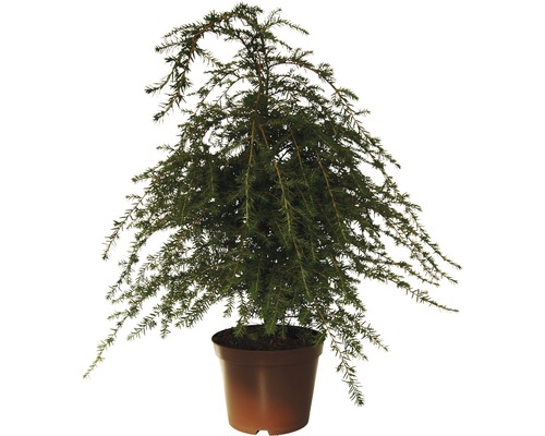 Canadese Hemlock FloraSelf Tsuga canadensis H 40-60 cm Co 5 L