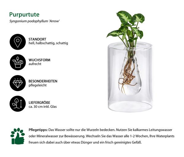 Waterplant Purpurtute im Glas - Syngonium