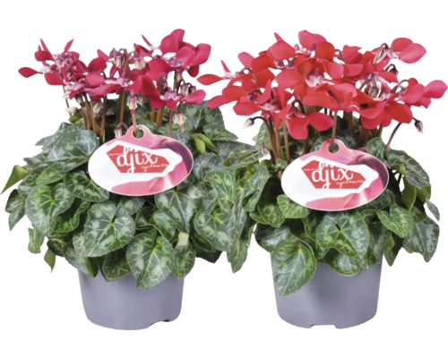 Kamercyclaam FloraSelf Cyclamen 'Djix' H 20-25 cm Ø 12 cm pot rood