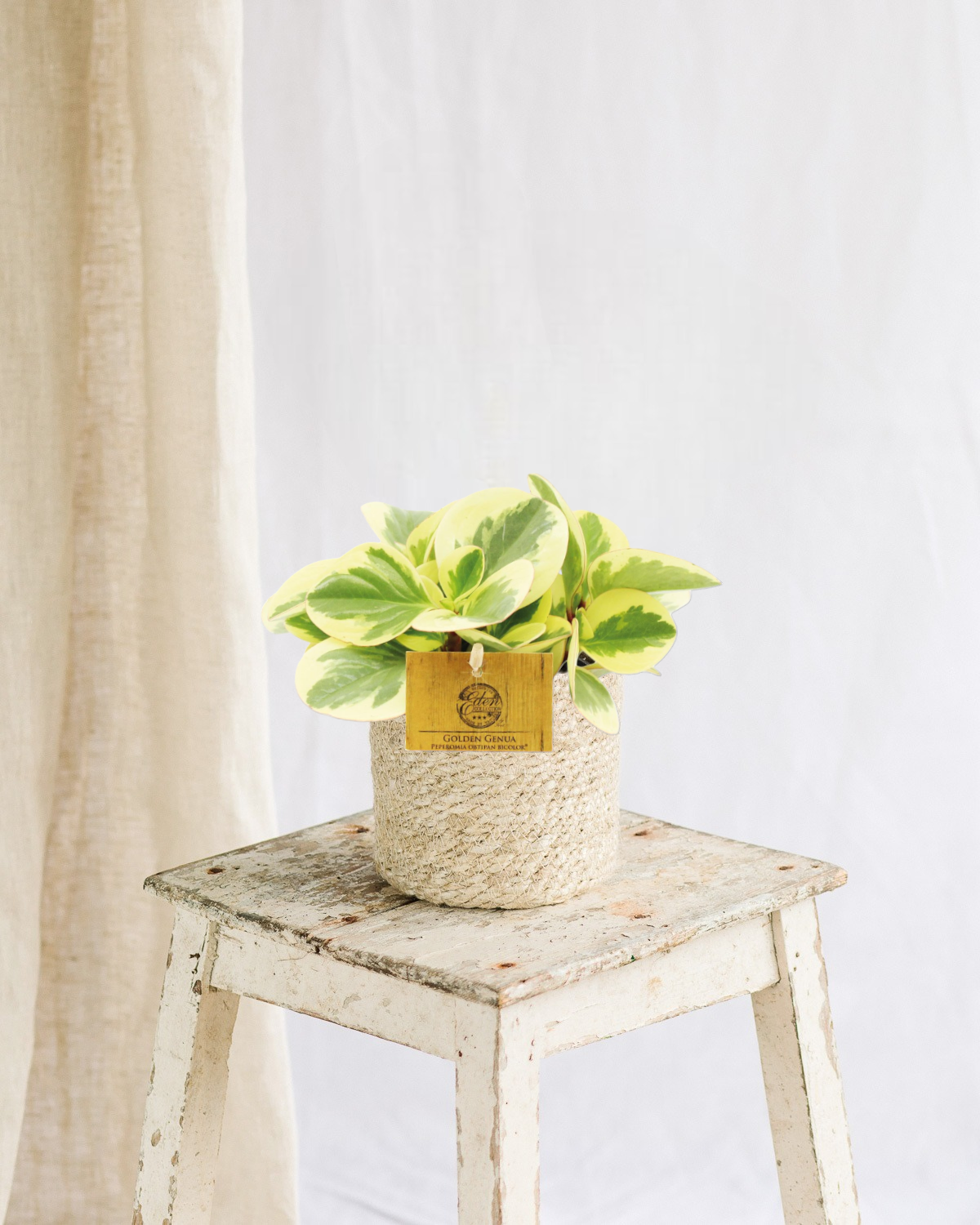 Plante d'intérieur - peperomia obtipan bicolor 20cm
