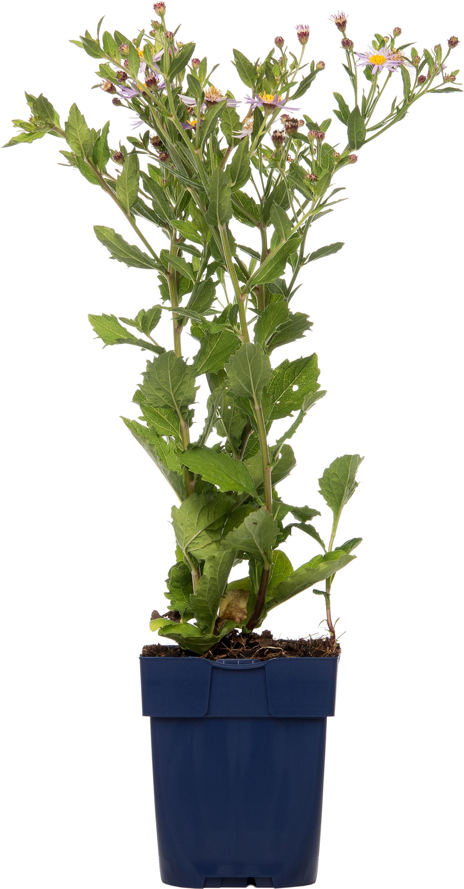 Aster (Aster ageratoides 'Asran') D 11 H 10 cm