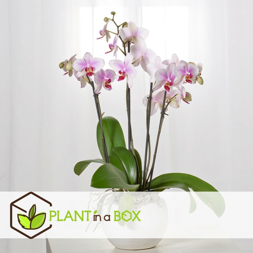 Phalaenopsis - orchidée rose - pot 12cm - hauteur 50-60cm