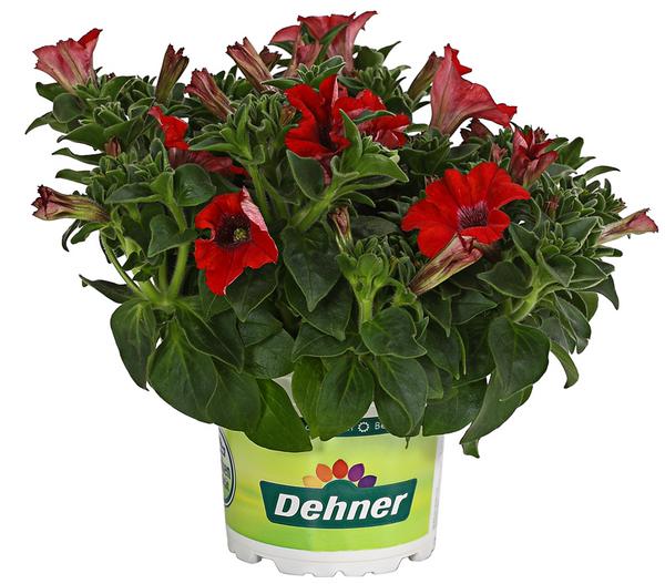 Hängepetunie 'Surfinia', verschiedene Farben
