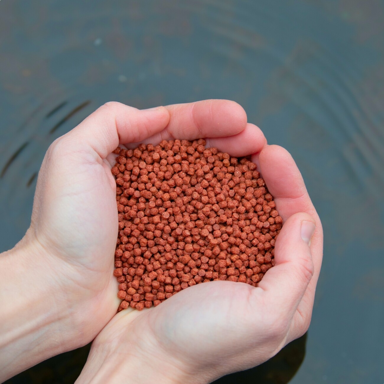 Lyra Pet Lyra Pond Pond Colour Astax Pellets im Eimer 10 l