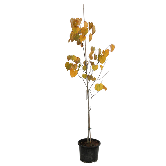 Cercis 'Merlot' Pot 15L