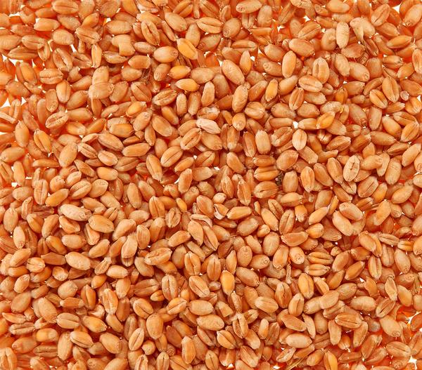 Dehner Lieblinge Katzengras Saatgut, 100 g