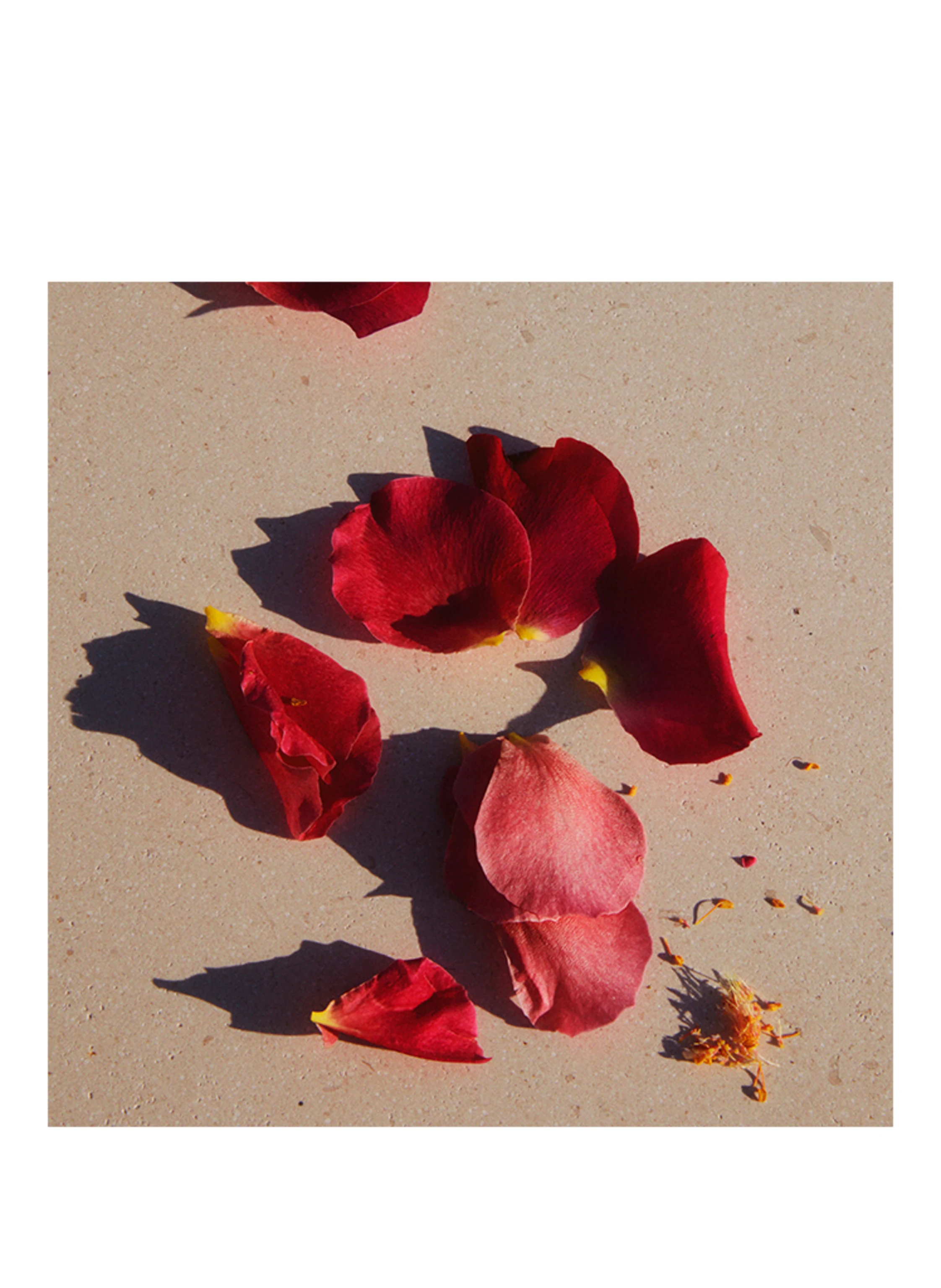 JIL SANDER Fragrances SUNSET