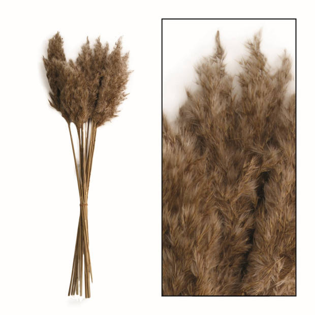Wilde rietpluimen Vinz 65cm