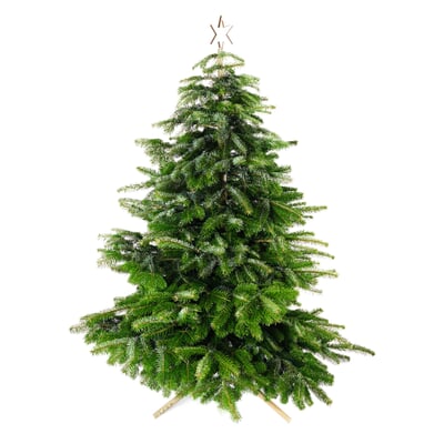 Keinachtsbaum® Stecktanne, Groß