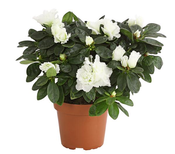 Zimmerazalee - Rhododendron simsii