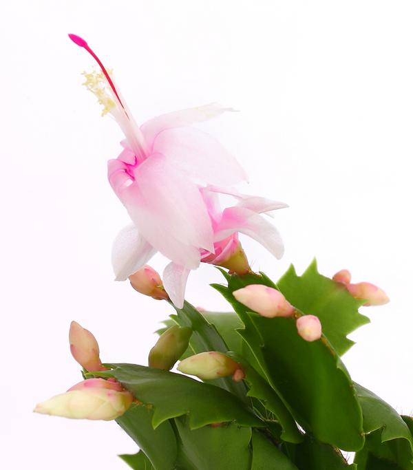 Weihnachtskaktus - Schlumbergera x buckleyi,