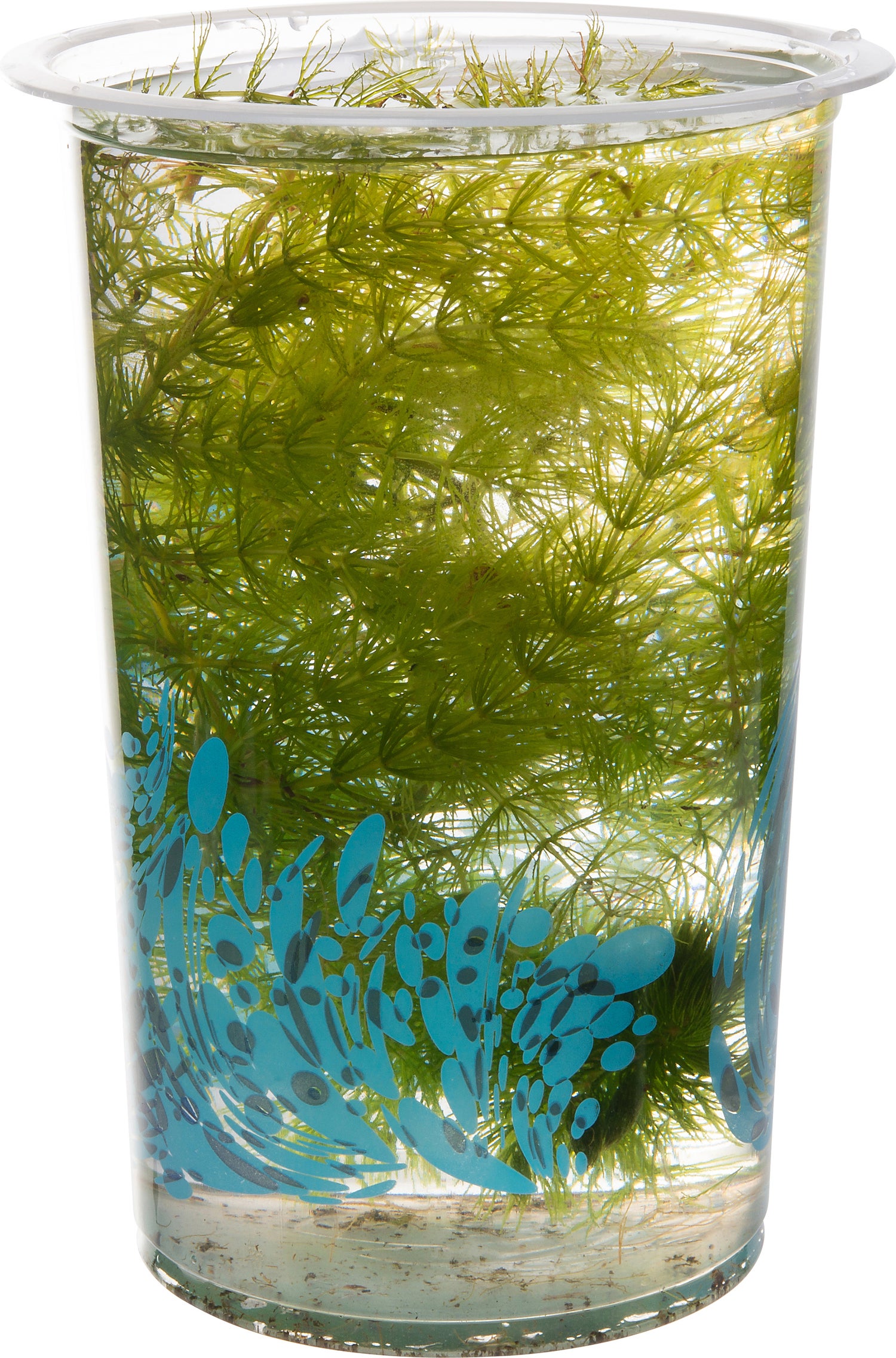 Grof hoornblad (Ceratophyllum demersum) D 12 H 20 cm