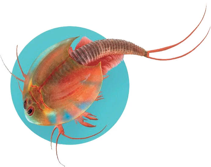 SCIENCE & JEU - TRIOPS ET LE MONDE DES DINOSAURES