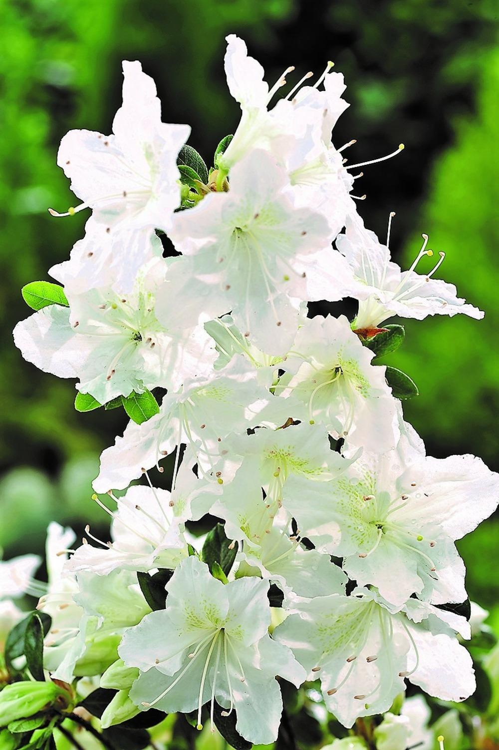 Azalée du japon 'schneewittchen' - 5l