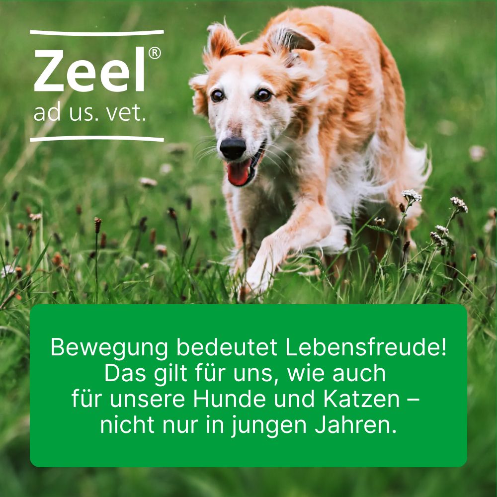 Zeel® ad us. vet Tabletten