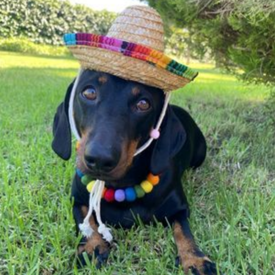 Coleira personalizada para cães com pompons