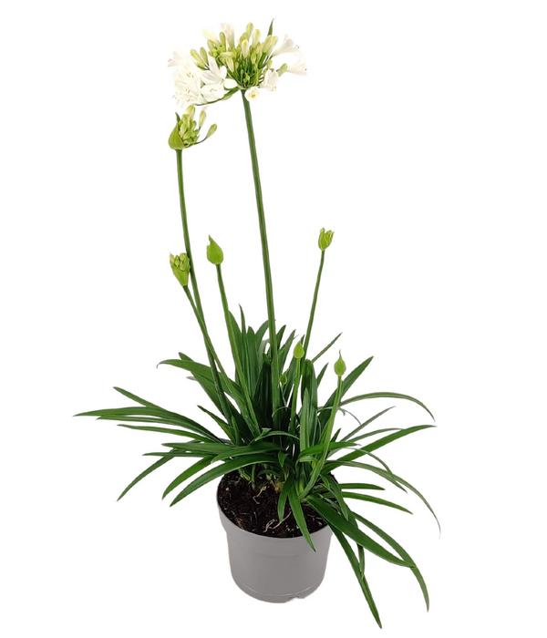Schmucklilie 'Ever White', Landlust Kollektion