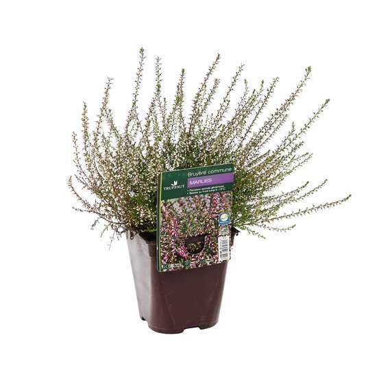 Calluna vulgaris 'Marlies' : conteneur 1 litre