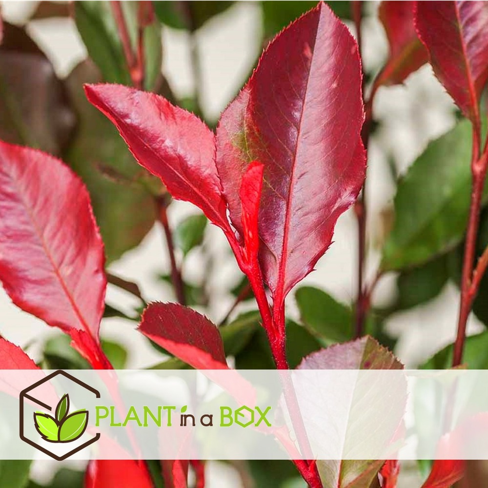 Photinia fraseri red robin - set de 6 - pot 17cm - hauteur 30-40cm
