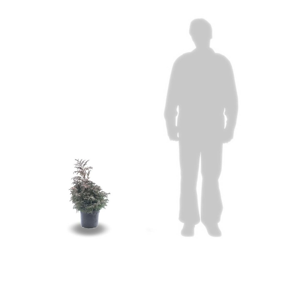 Faux cyprès pisifera boulevard/chamaecyparis pisifera boulevard[-]pot de 3l - 20/40 cm