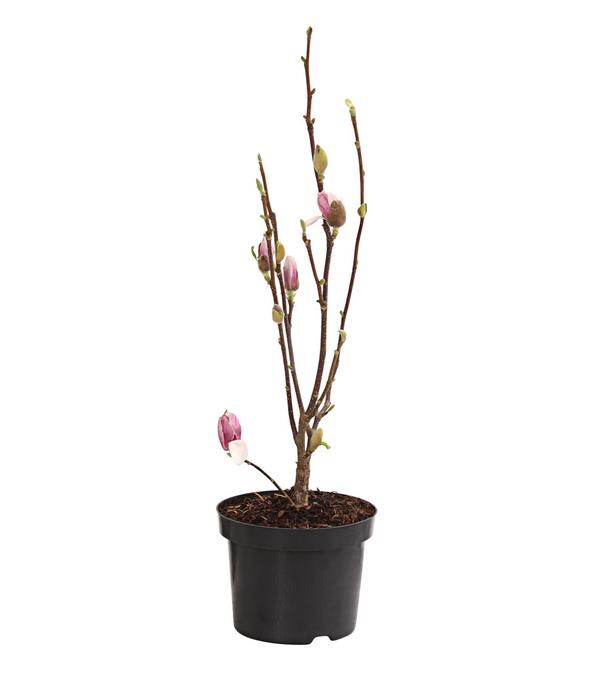 Magnolie 'Satisfaction'