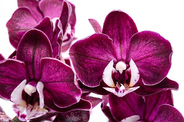 Schmetterlingsorchidee - Phalaenopsis
