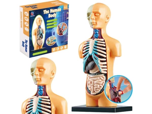 Pedagogisk anatomisk modell Menneskekroppsorganer