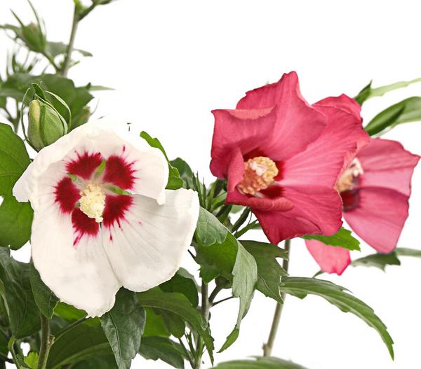 Hibiskus-Duo - Garten-Eibisch, verschiedene