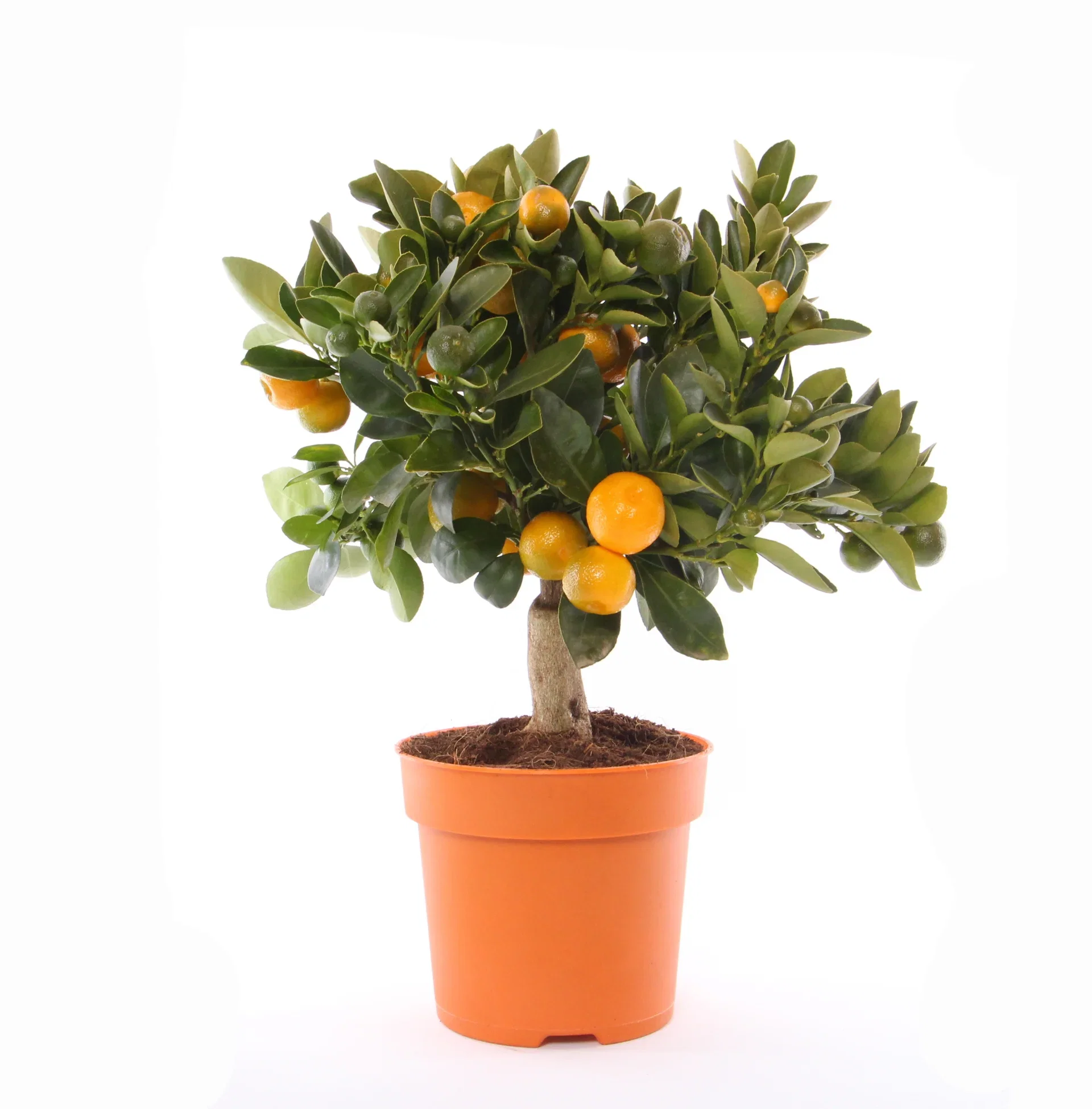 Citrus x microcarpa Oppstammet calamondin Ø15 cm