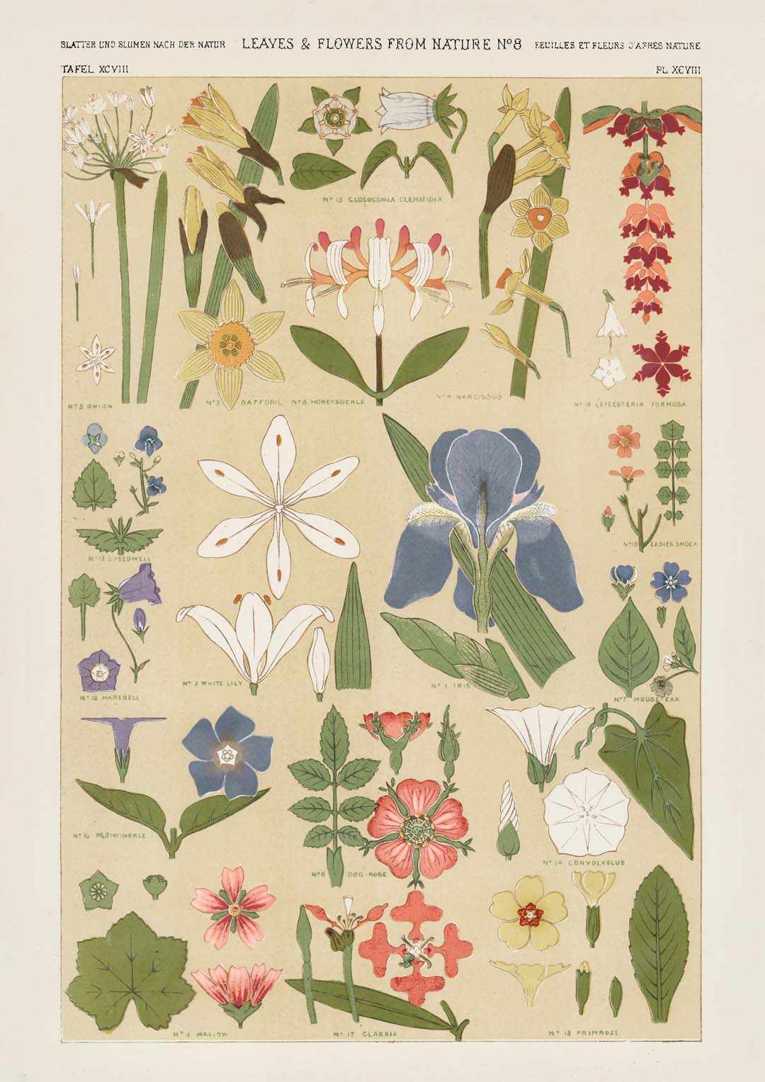 Leaves & Flowers Nr 8 von Owen Jones