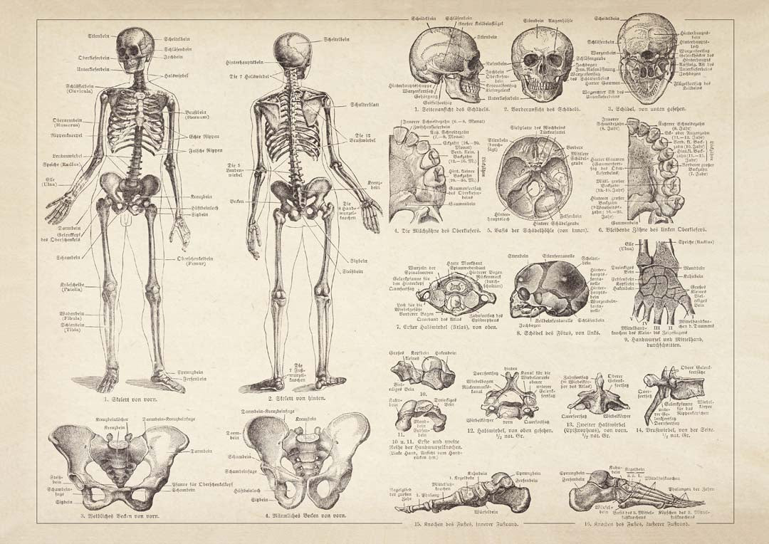 Anatomie des menschlichen Skeletts