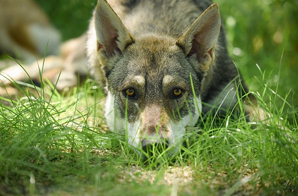 Hunde Trekking Büren| mydays